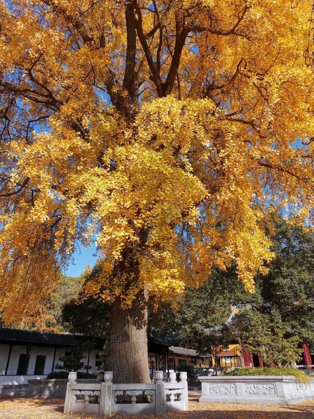 苏州秋季旅游最值得去的地方,苏州赏秋一日游攻略