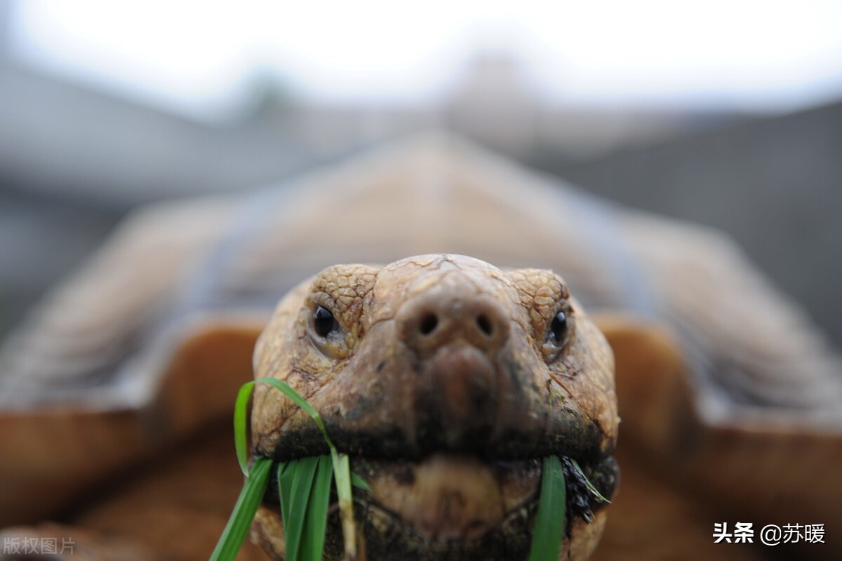 新手养龟乌龟要冬眠了怎么办,龟冬眠的注意事项是什么