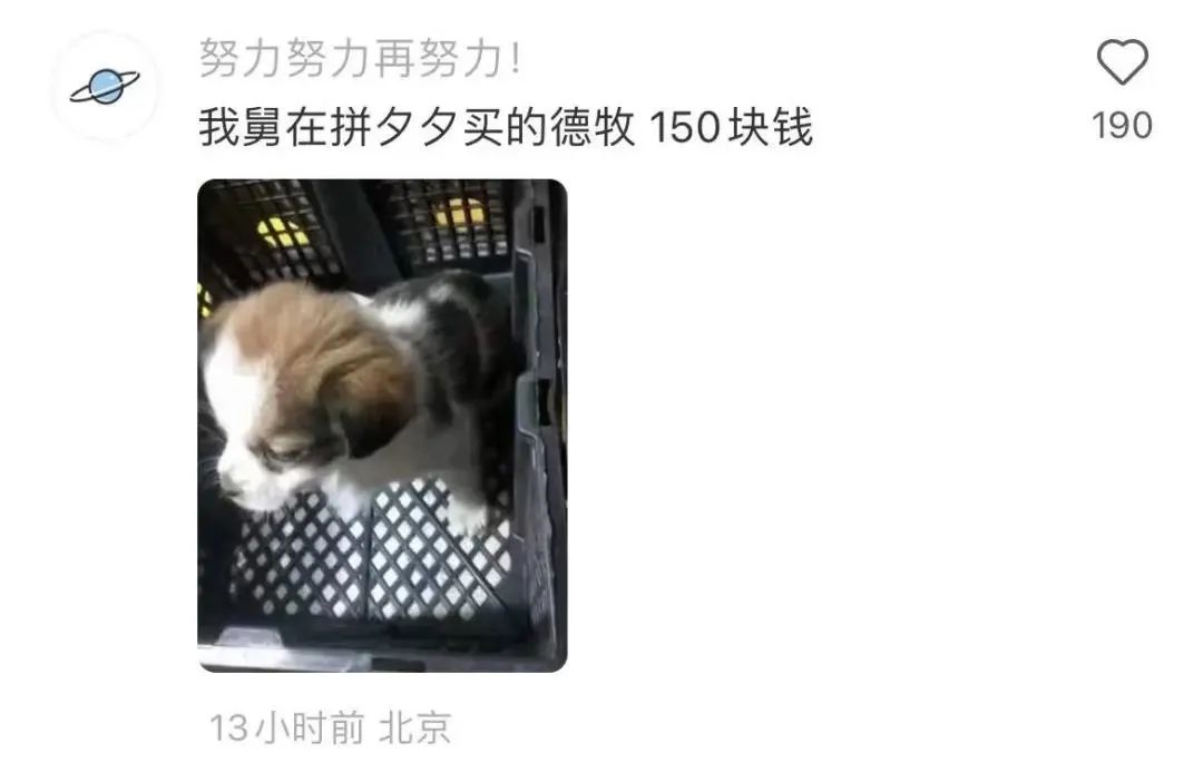 气死！拼夕夕150元买德牧，到手一看，山东德州牧鸡犬？？