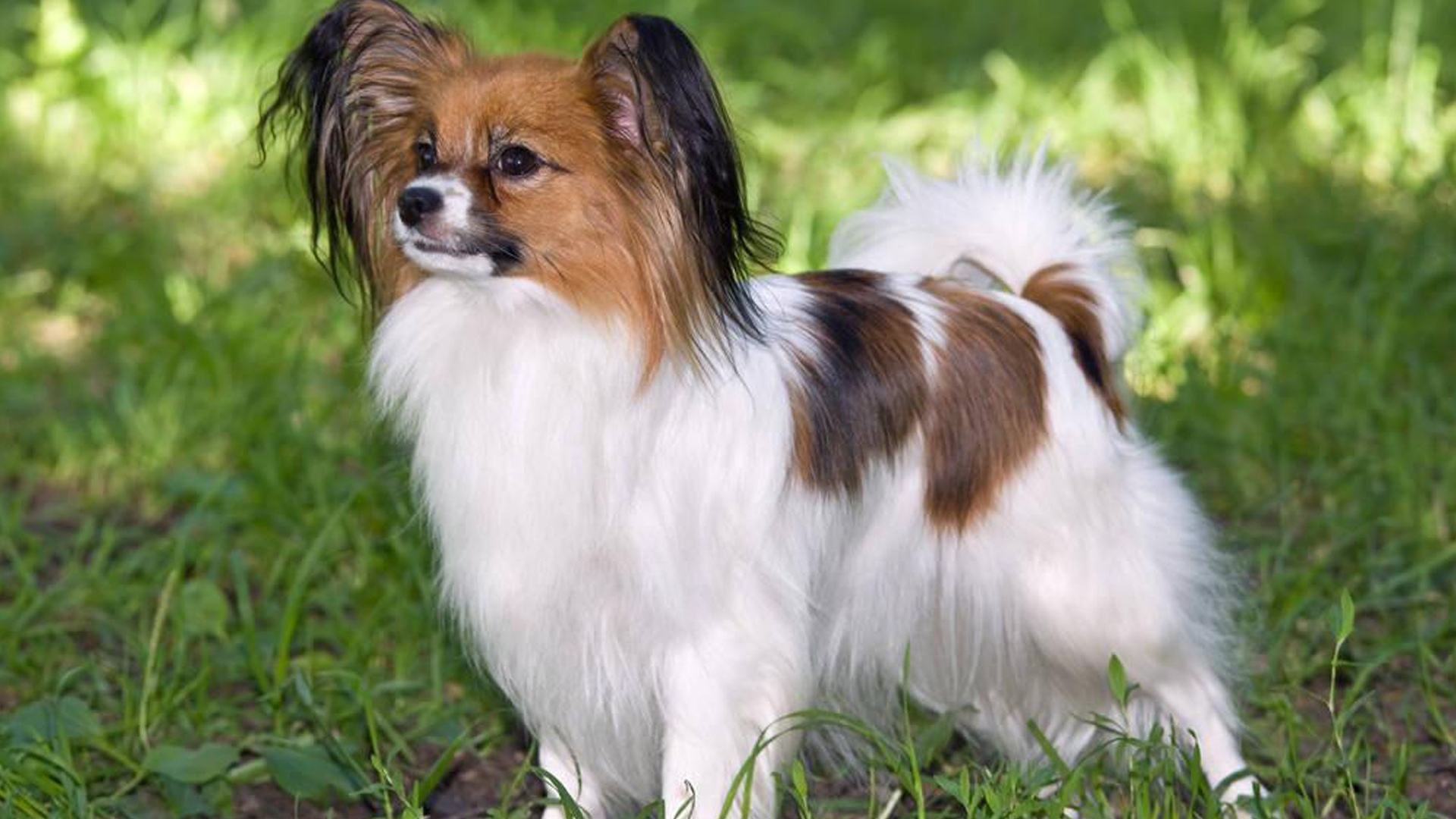 养狗首选的3种狗既便宜又好养,新手养狗什么狗比较便宜好养