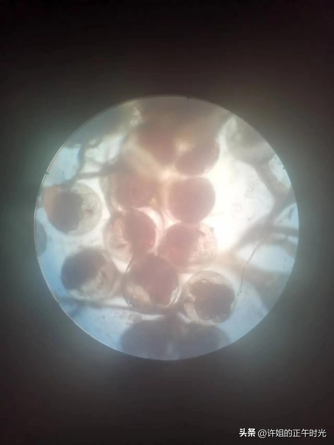 螃蟹生长中需要vc吗,螃蟹的生长过程动画版