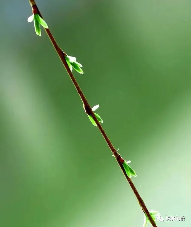 春风十里,春风十里不如你