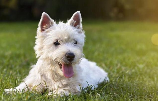 狗狗日常喂养小知识大公开,饲养狗狗的必备知识和技能