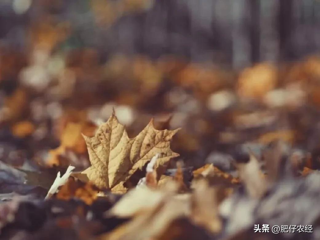 中秋佳节将至的意思,中秋将至俗语