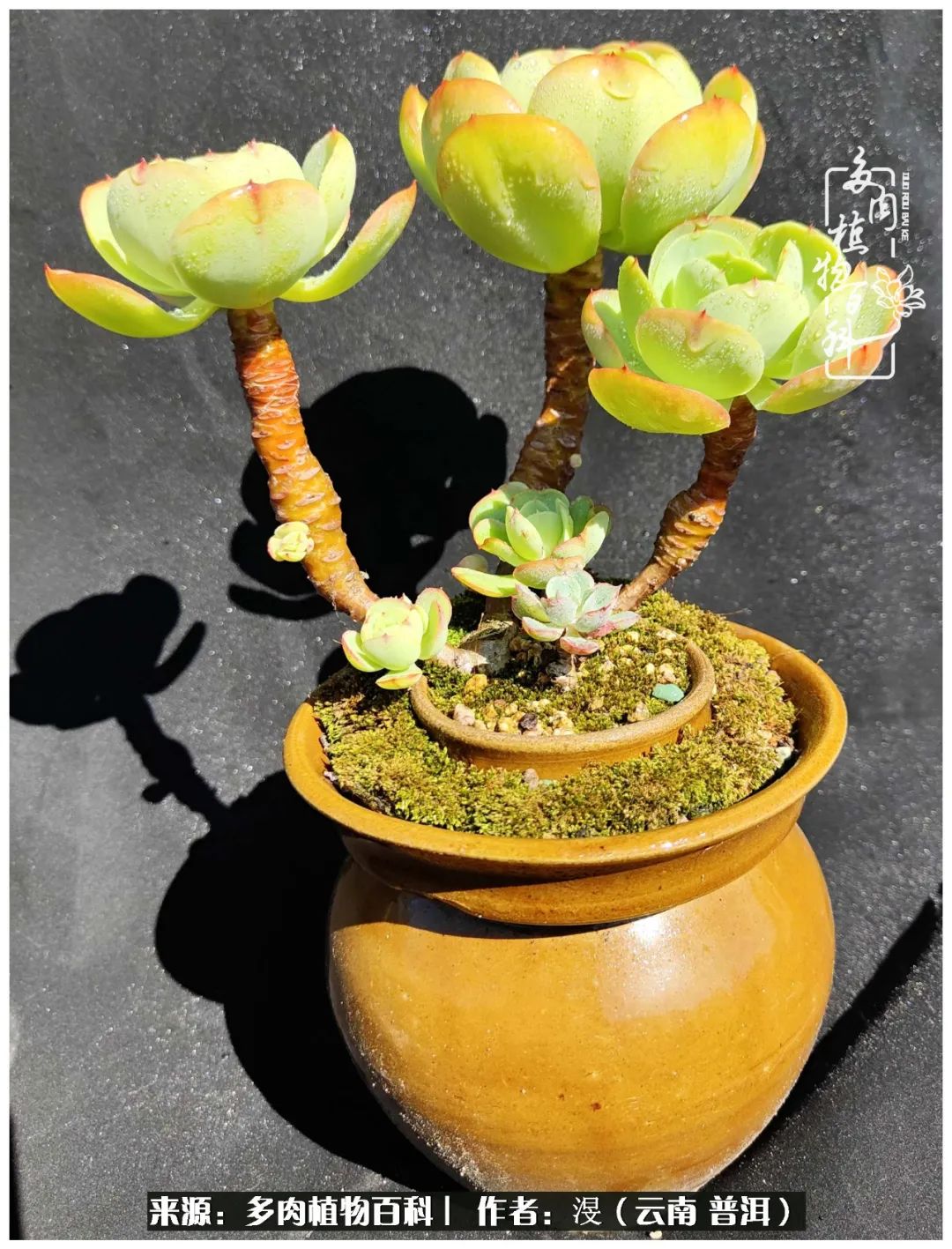 云南的冬天没有云！养肉七年，不谈得失，只论陪伴！