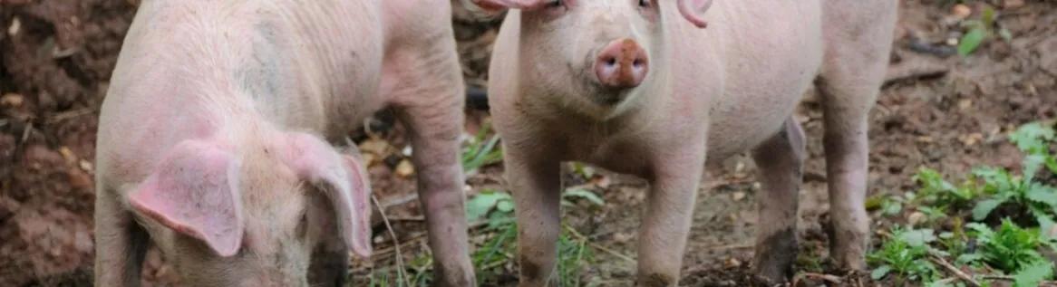 小猪佩奇古诗词故事,小猪佩奇游子吟