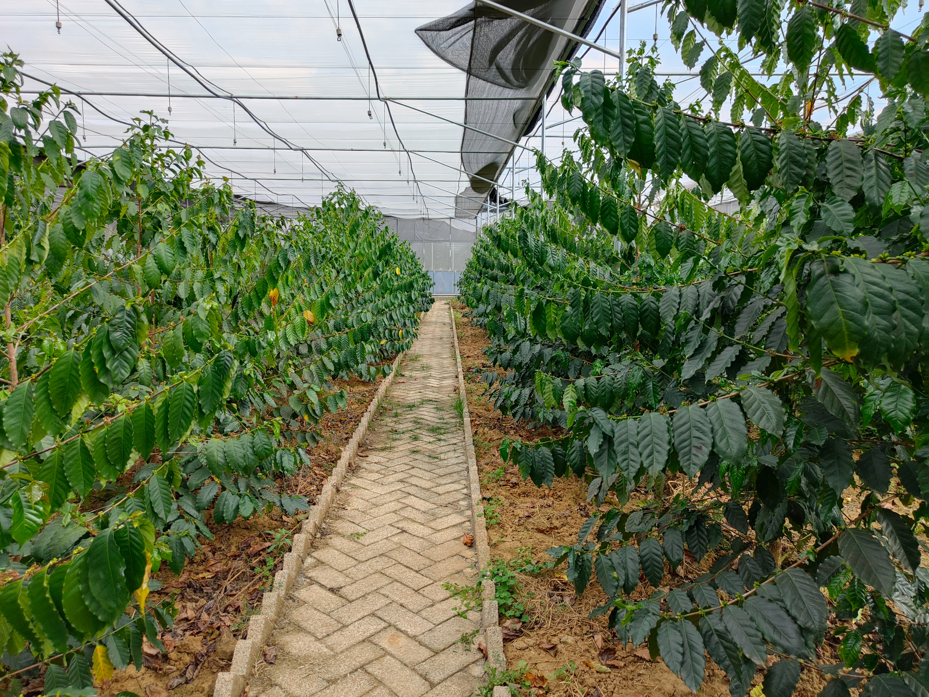 云南精品咖啡产业发展之路,云南小粒咖啡产业现状及发展前景