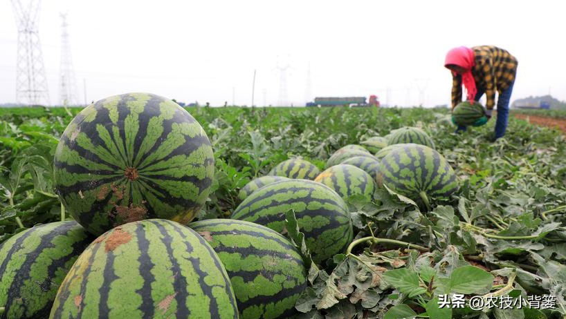 西瓜怎么种植才能高产一点,西瓜有哪些种植管理技巧