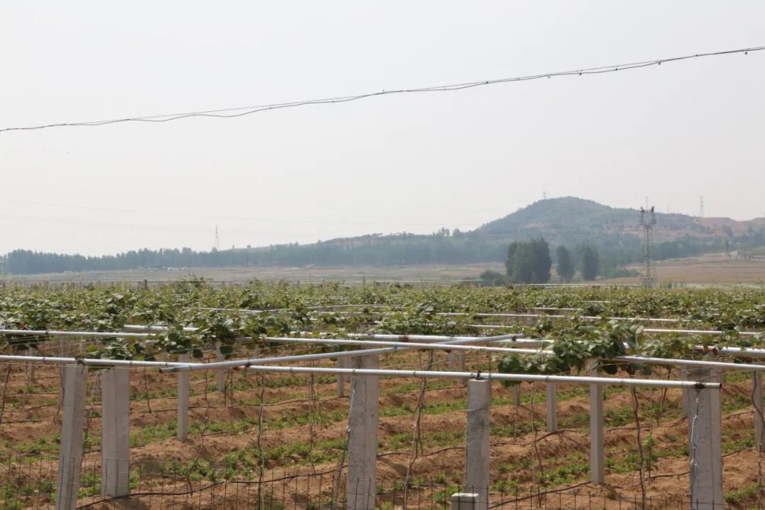 百社争流千帆竞乡土大地绘蓝图——莒南县*党**支部创办合作社专题展播（五）