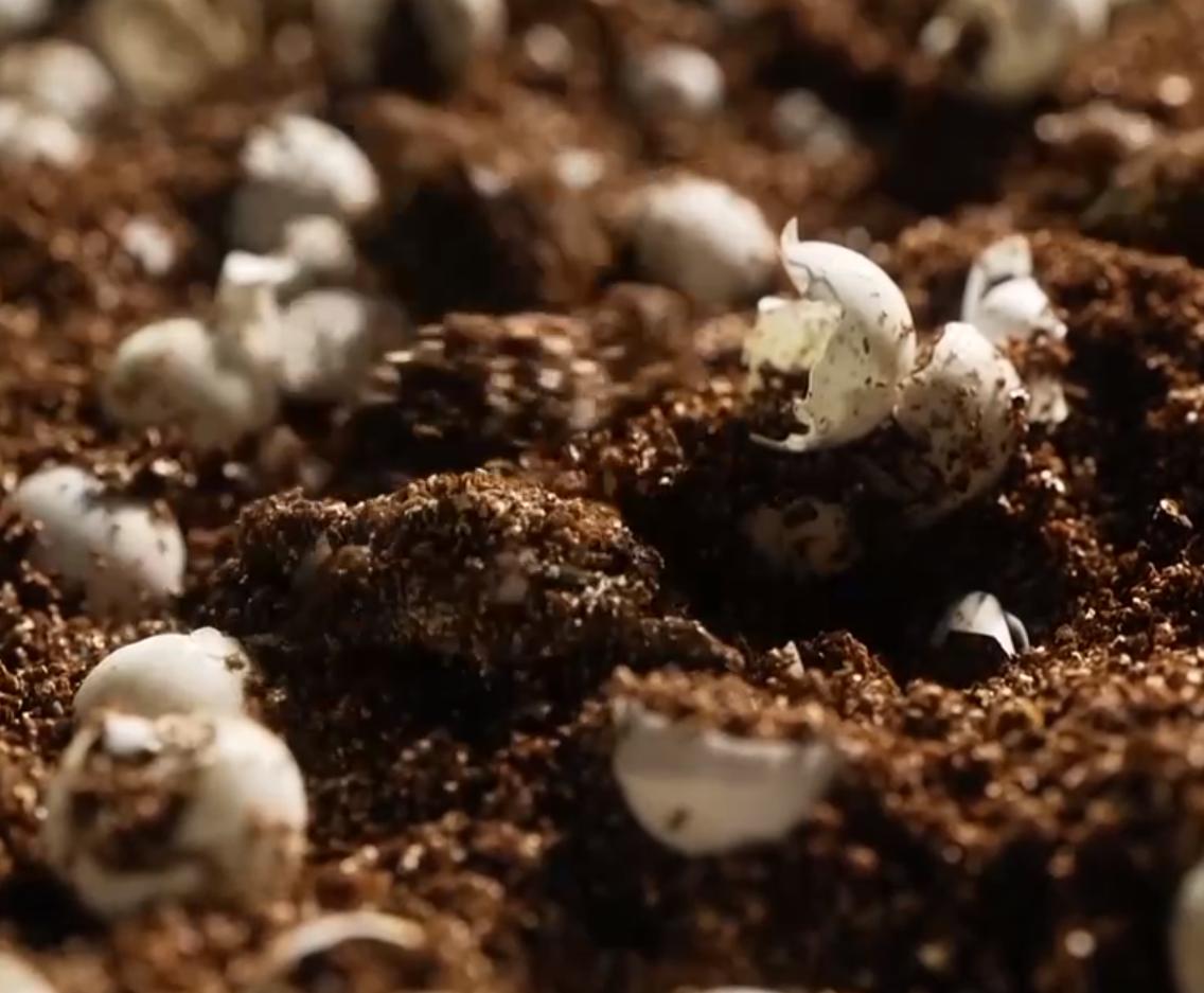 甲鱼养殖大棚建造图,温室大棚养甲鱼一亩能挣多少钱