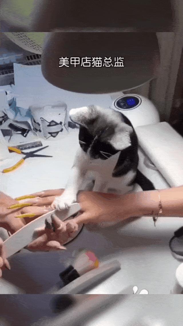 美甲店的猫咪,美甲店的可爱猫猫