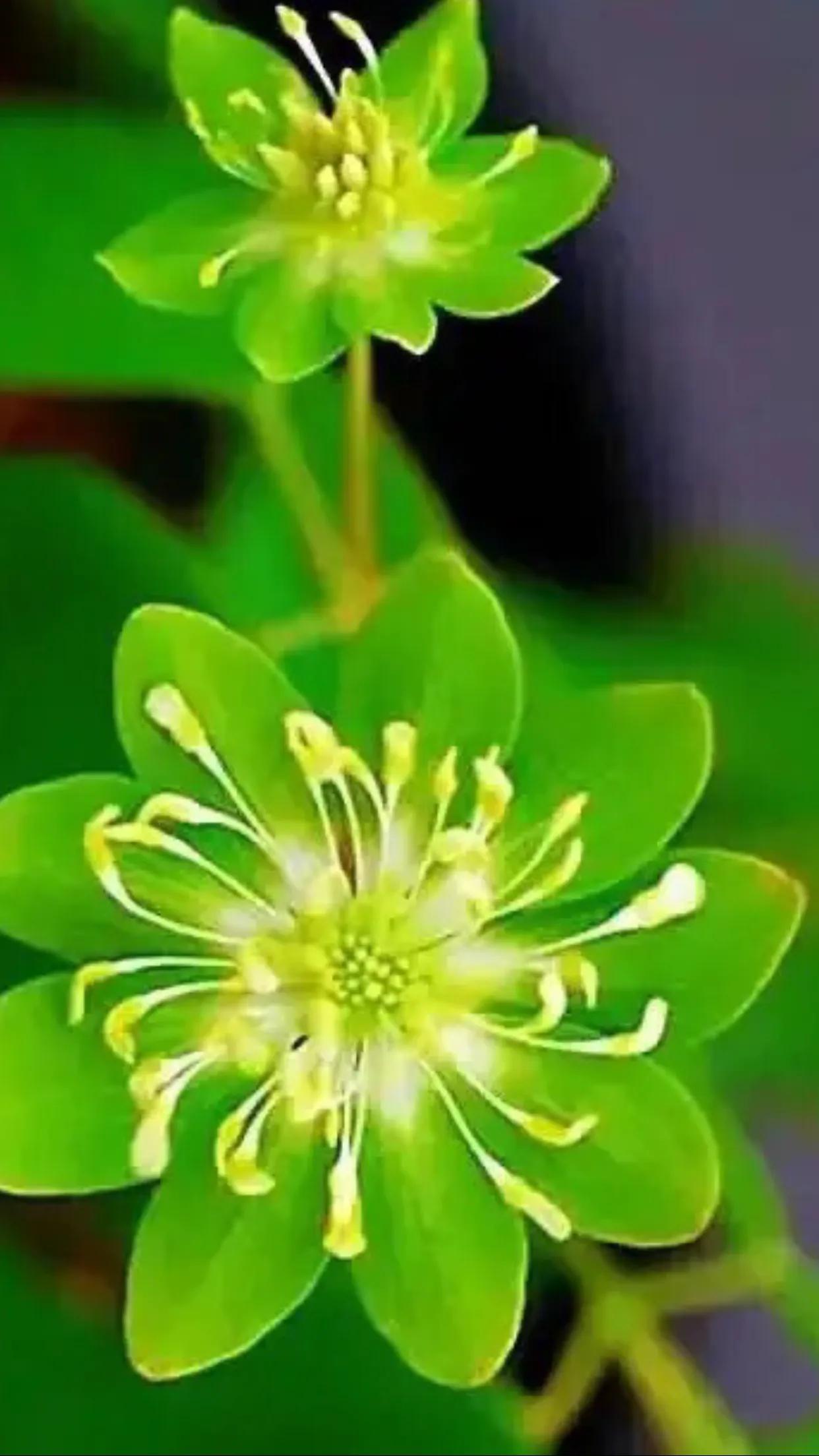 雪割草,雪割草图片