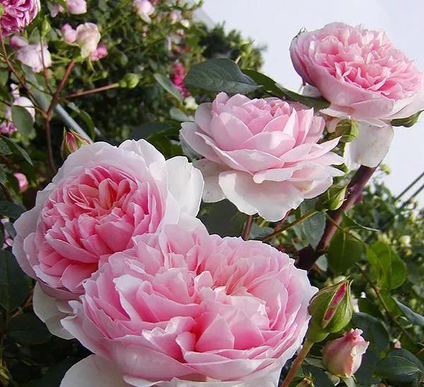 常见切花月季一览（40）（接上期）