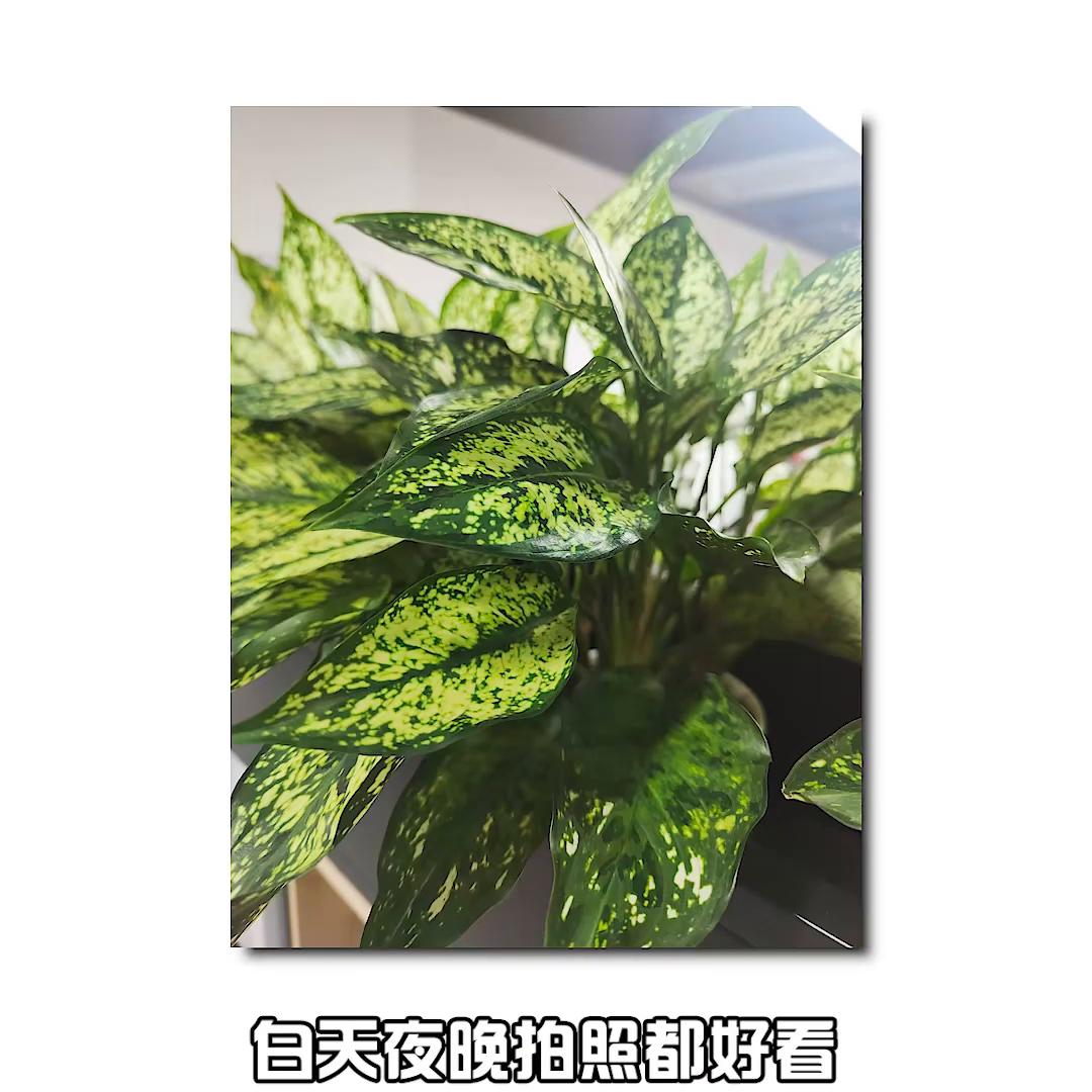 oppo小米红米手机排行榜2020,除oppo红米外性价比最高的手机