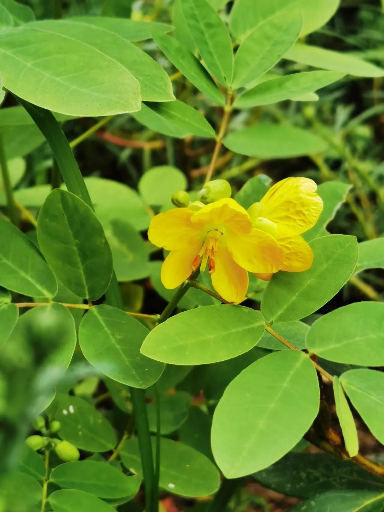 蛇最怕的植物和草,蛇最怕的几种动物分别是谁