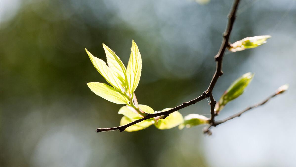 春天养阳喝点什么,春季养生之养阳之道