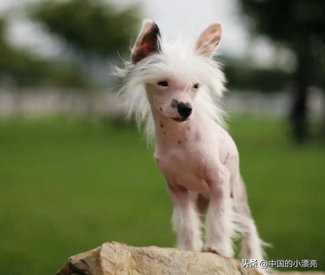 五种最丑的狗狗颜值真的让人担忧,狗狗眼中什么样的小狗最好看