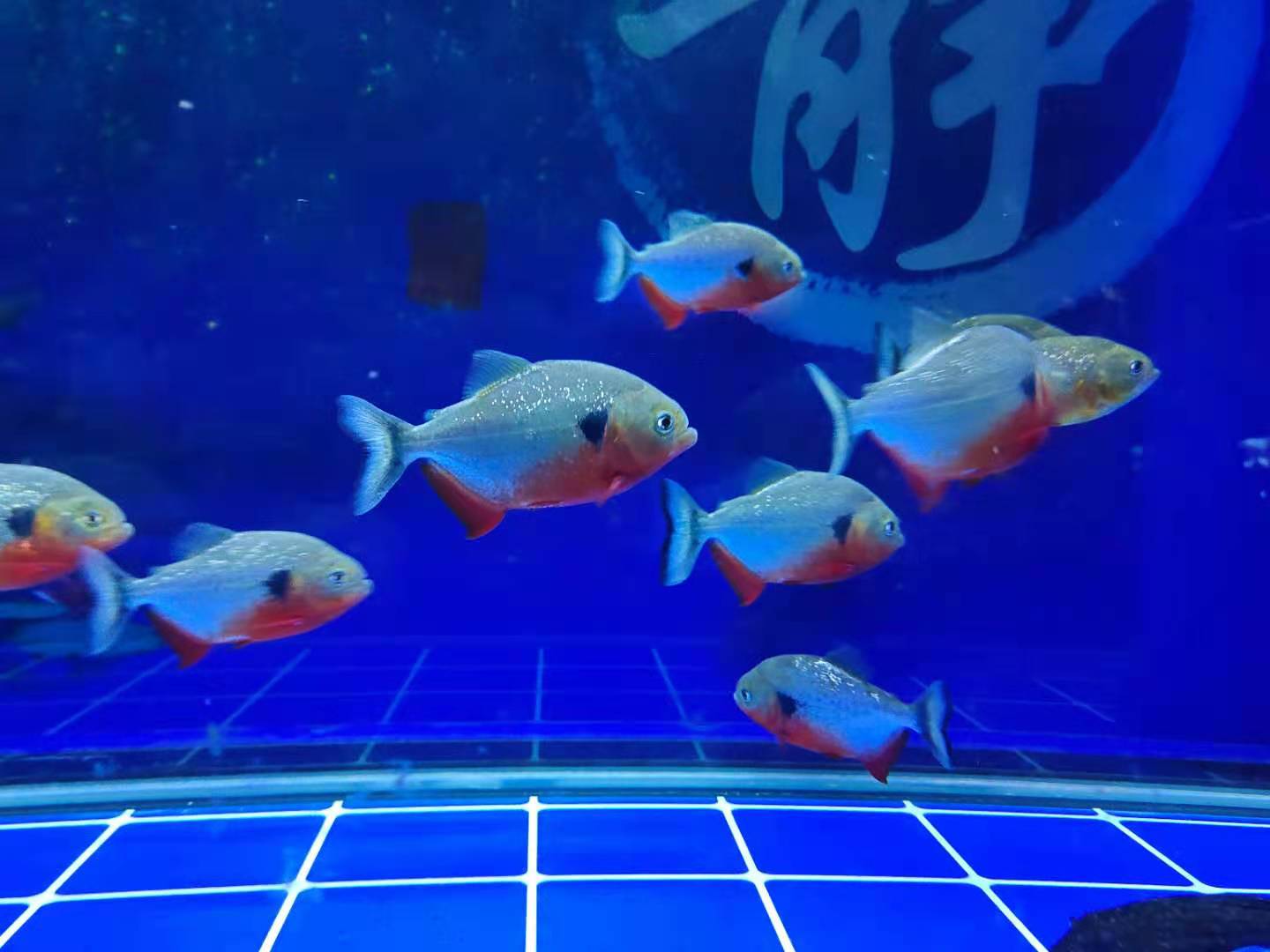 观赏鱼入缸腥味重怎么去除,观赏鱼害怕怎么处理