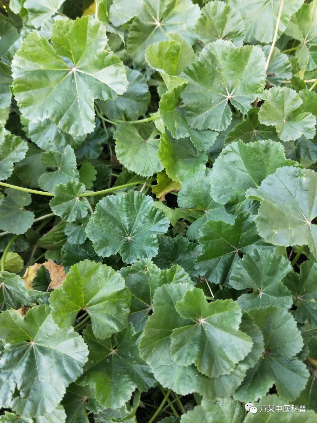 植物幼苗的发展过程详细,植物的幼苗在生长过程中