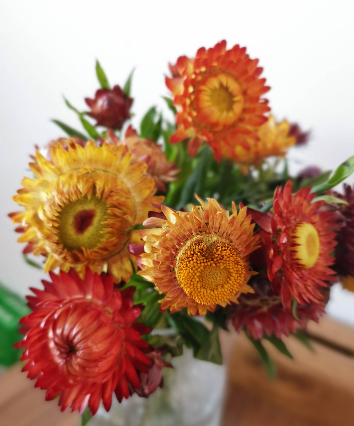 阳台养月季光照够吗,阳台喜光耐晒好养植物