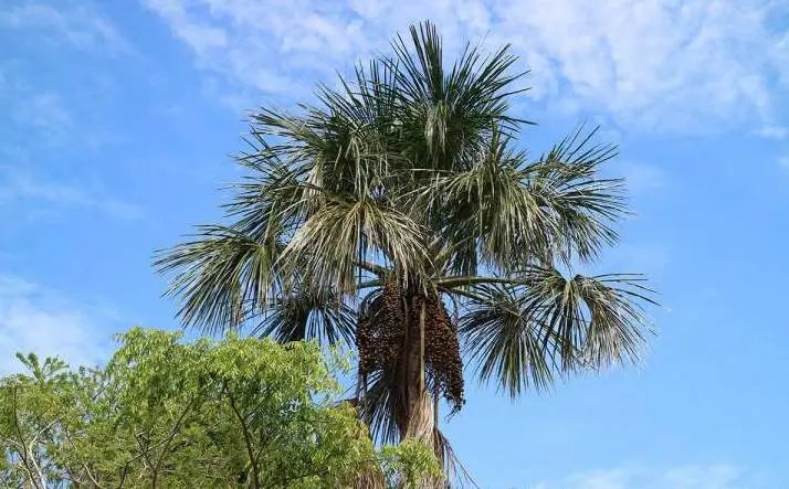 vidivici蚕丝美白保湿洗面奶,vidivici洗面奶和香奈儿洗面奶