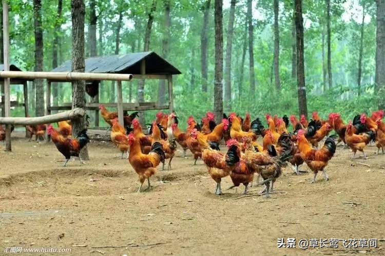 这两年养殖业养什么行情最好,养殖业养什么最有前景赚钱