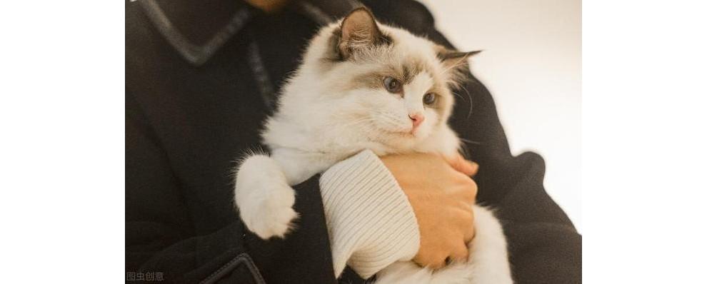 好养好看的短毛猫有哪些品种,狸花猫十种适合新手养的猫