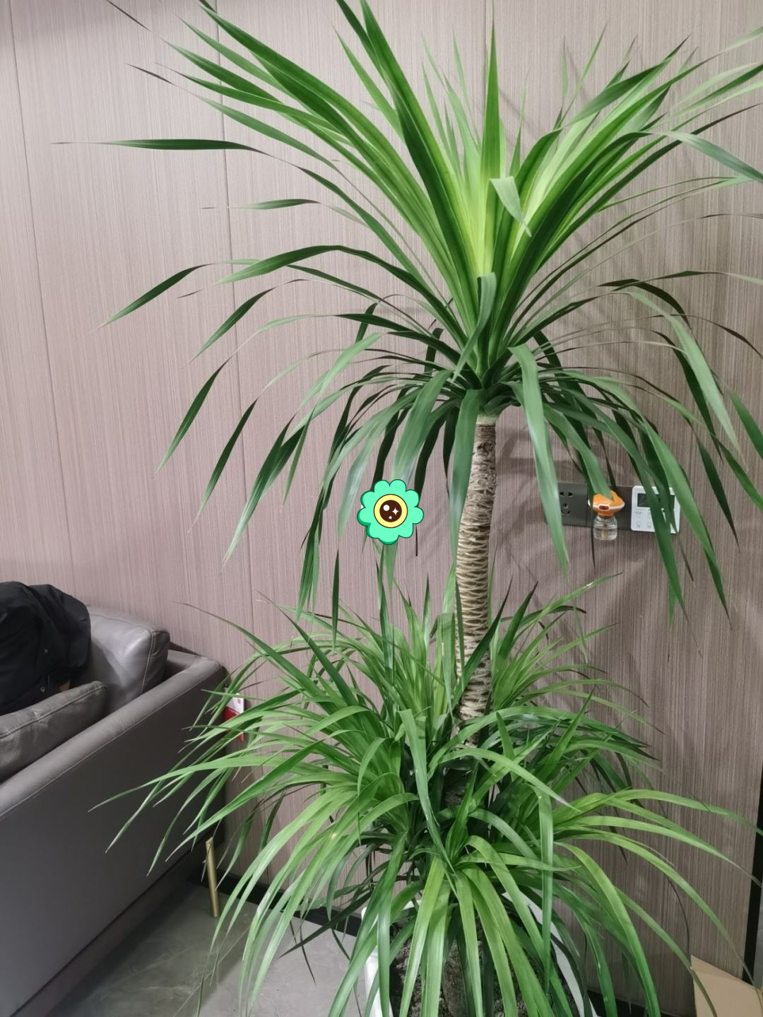 十种最吉利的镇宅绿植盆栽,阳台旺宅的大盆栽花