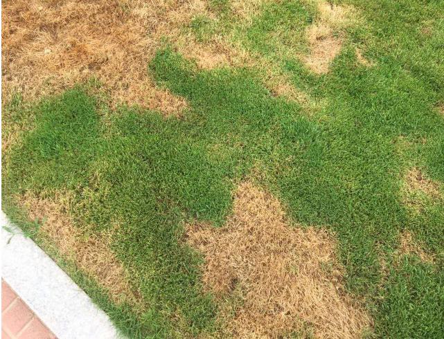 仿真草如何铺屋顶,家用人造草坪怎么铺装