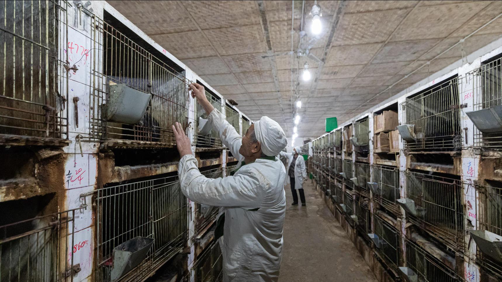 养兔技术与兔疾病防治的关系,养兔生病的症状