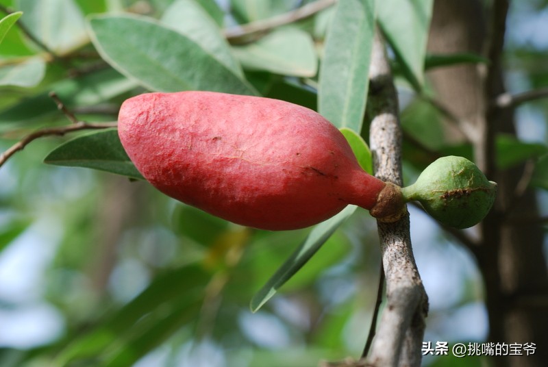 人口与北京相当，面积与*藏西**接近的尼日尔，有什么饥荒水果