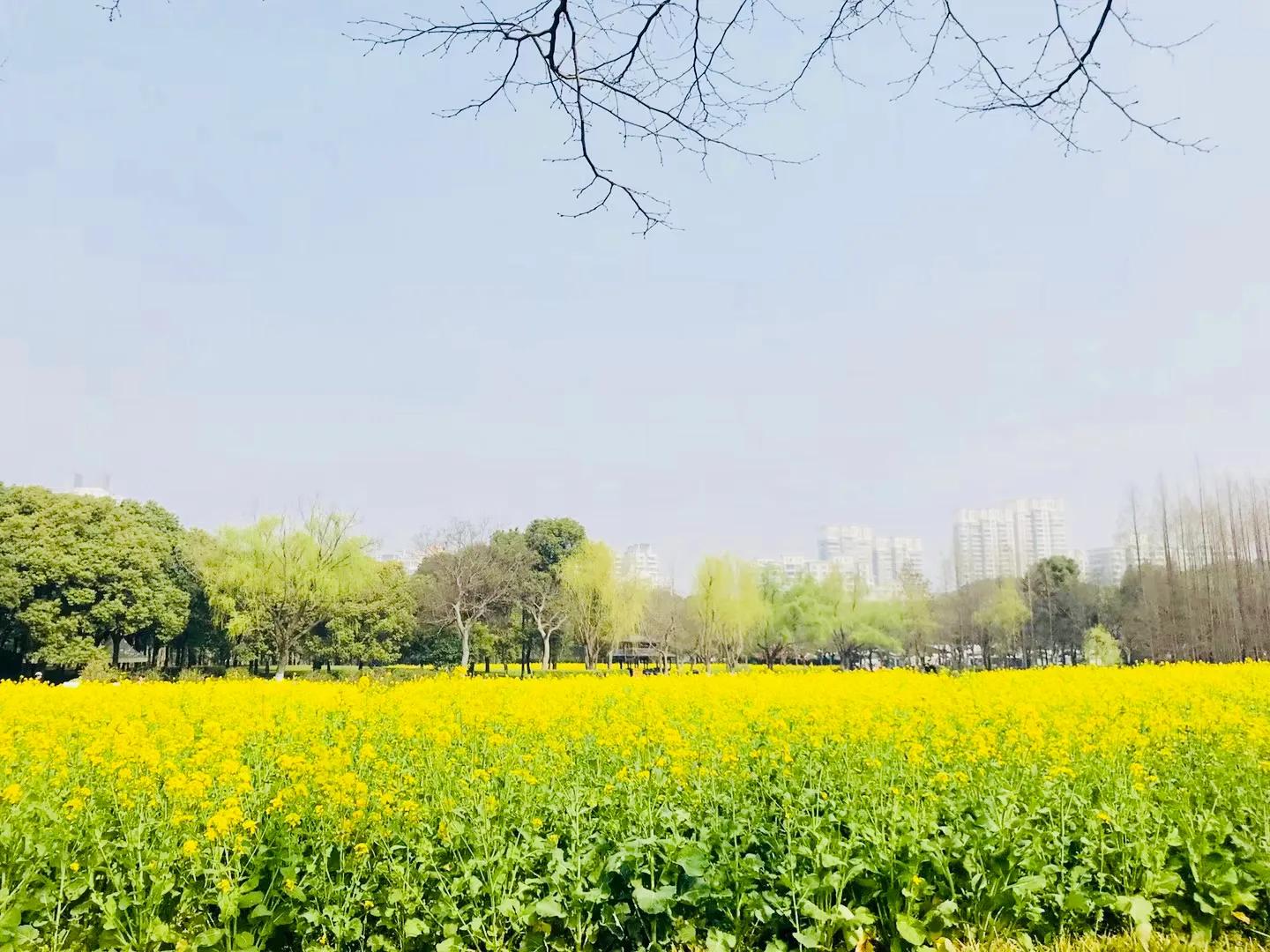 原创|重温网课时光:停课不停学,网课初体验(学生优秀习作)