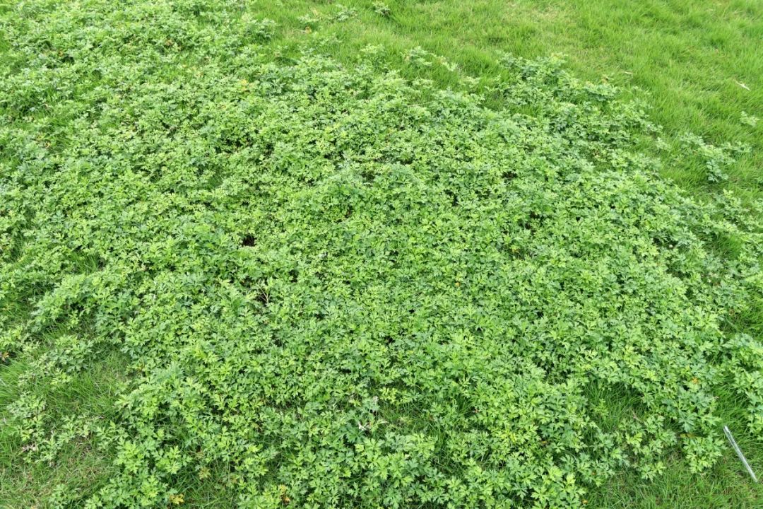 感冒熏艾条熏哪个部位效果最好,熏艾条能不能祛寒