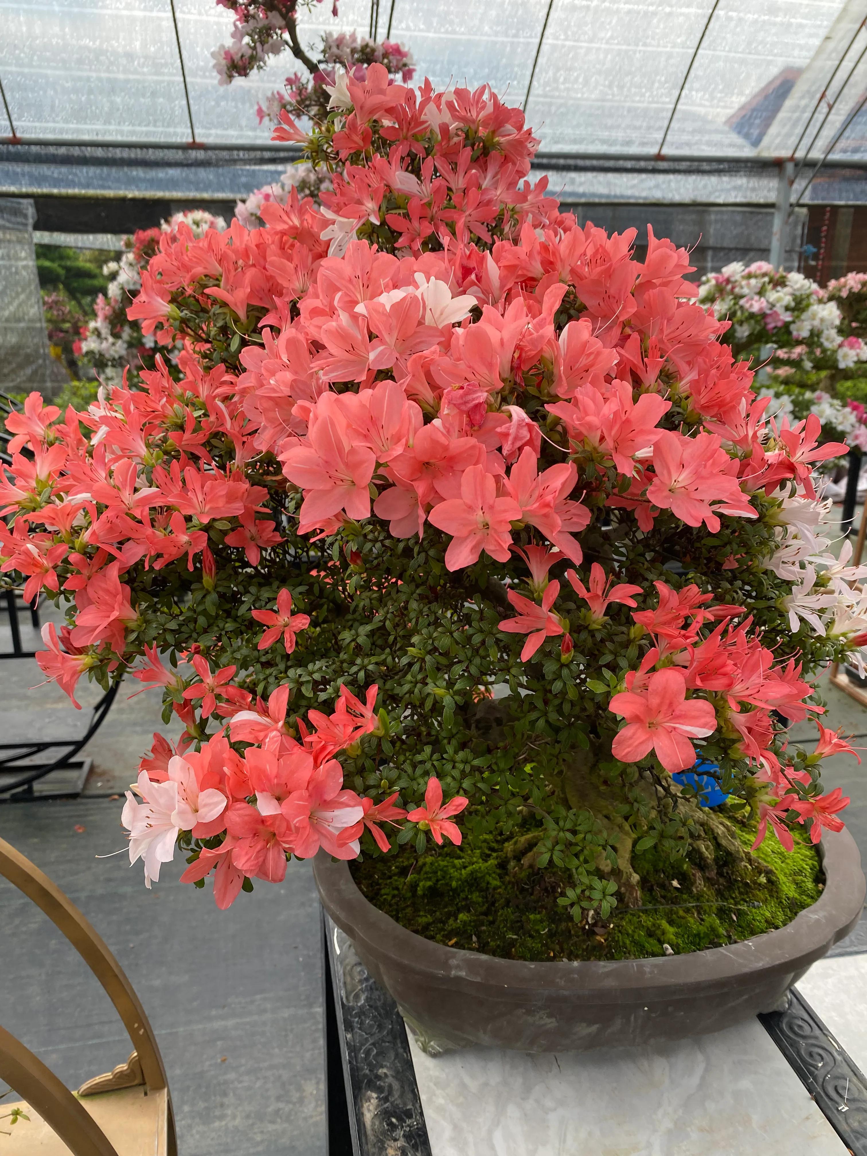 皋月杜鹃花图片大全,皋月杜鹃新品种视频