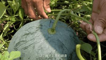 甜王瓜怎么挑,如何挑出一个甜的瓜