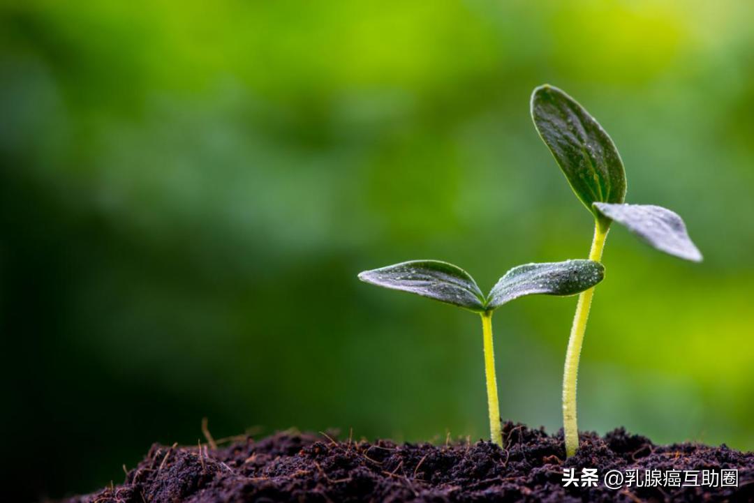 乳腺癌确诊后第一步怎么治疗,育龄期确诊乳腺癌该怎么办