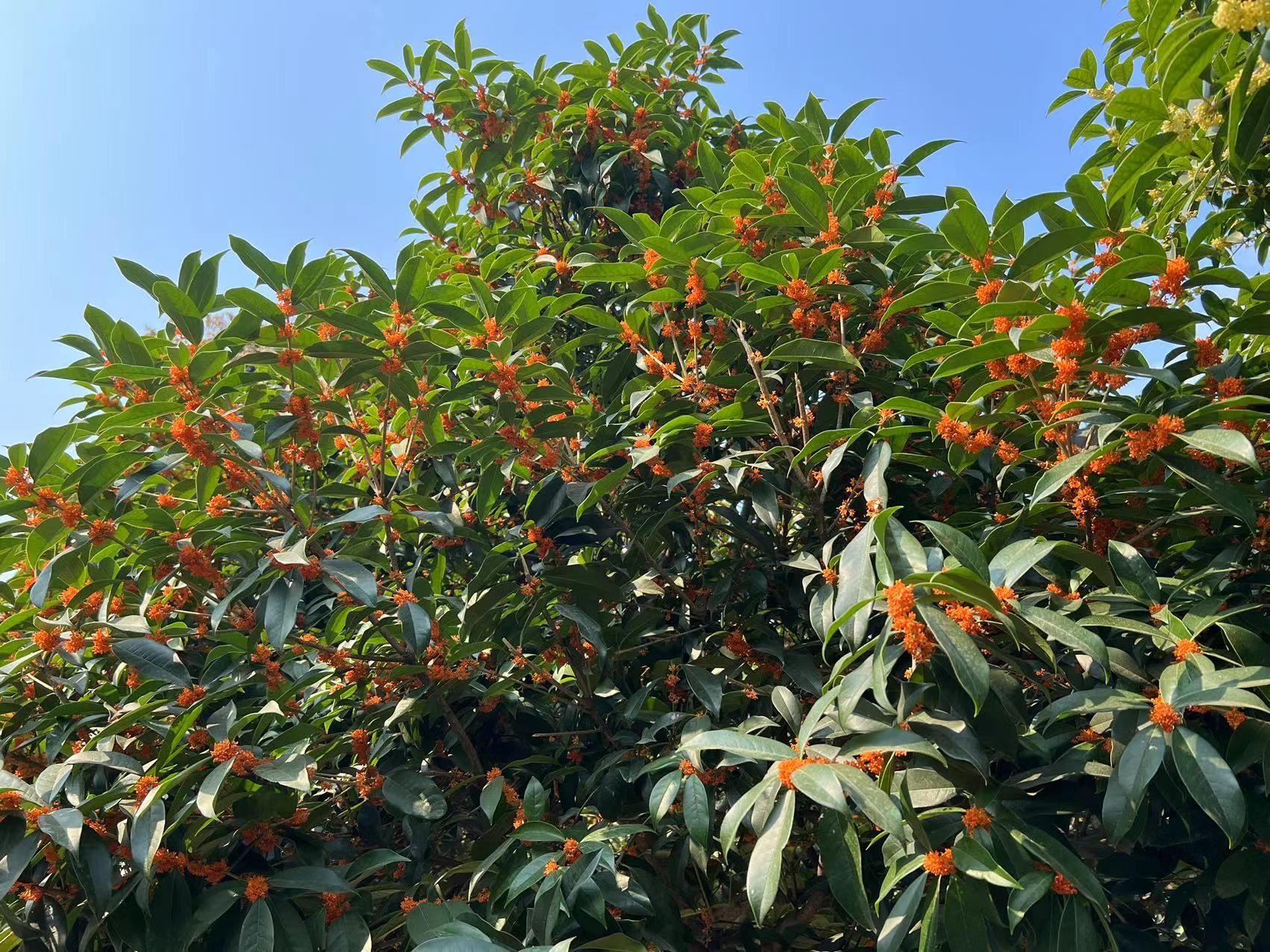 金秋十月赏桂花,南京国庆赏桂花