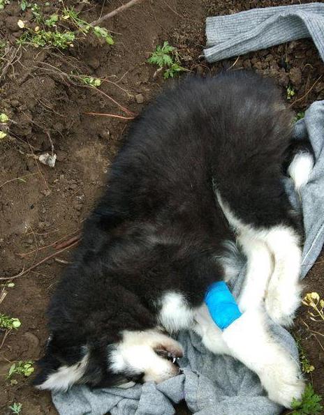 男童被狗咬掉颈,两岁儿童被狗狗咬了怎么办