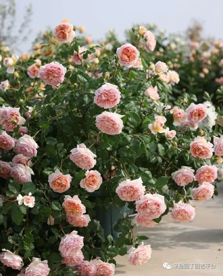 第八届园丁奖露台组《030号》洛基花园