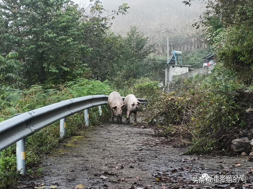 救甘宇的过程,救甘宇的人是谁