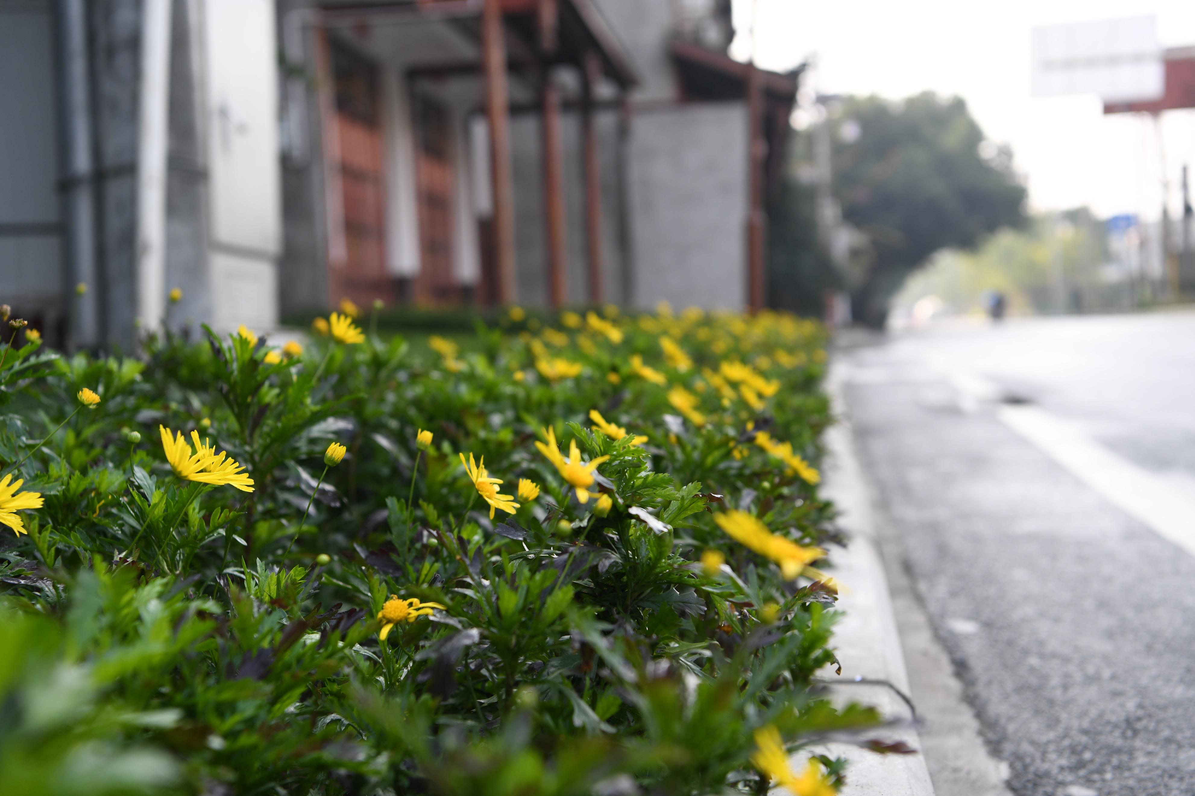 最美乡村社区评选,乡镇举办最美乡村评选