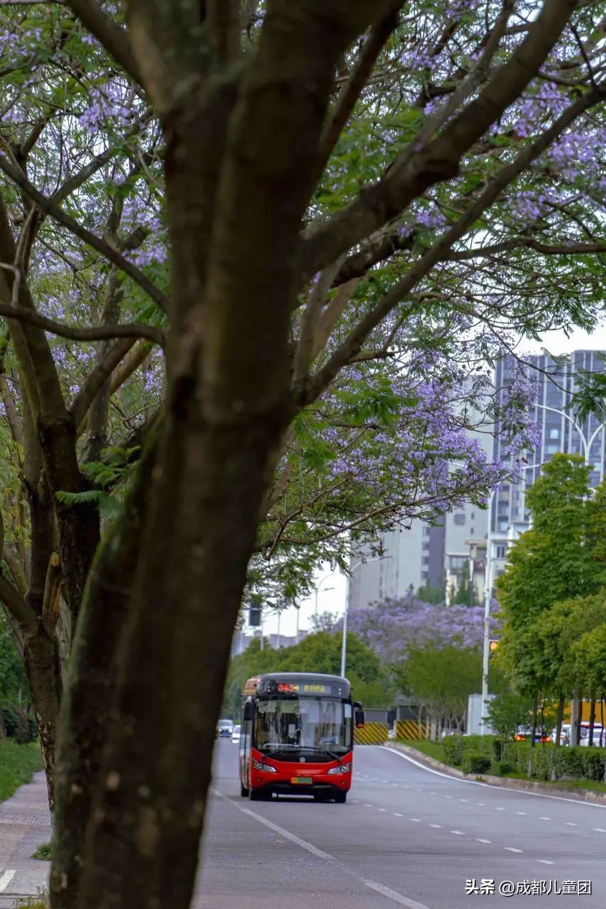 成都武晋路蓝花楹,昆明街头蓝花楹绽放成梦幻花海