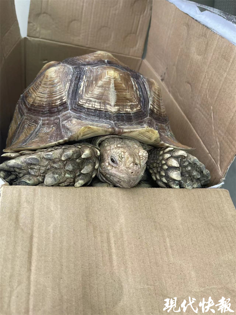 珍稀濒危物种名录,濒危物种排名前十