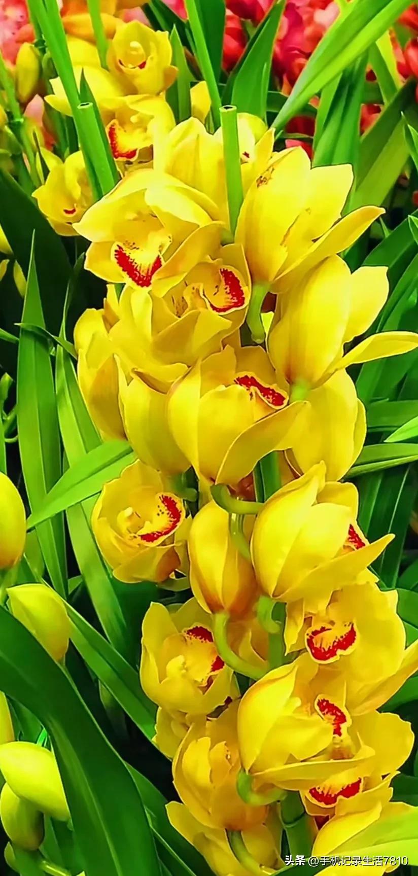 蕙兰花图片欣赏,叶子宽的黄花大蕙兰图片