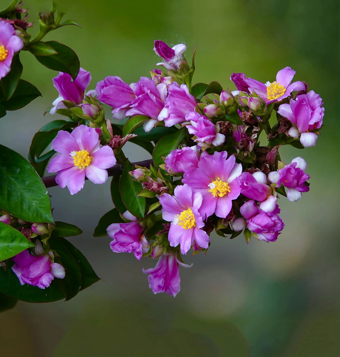 最美最惊艳的仙人掌花,仙人掌奇花图片大全