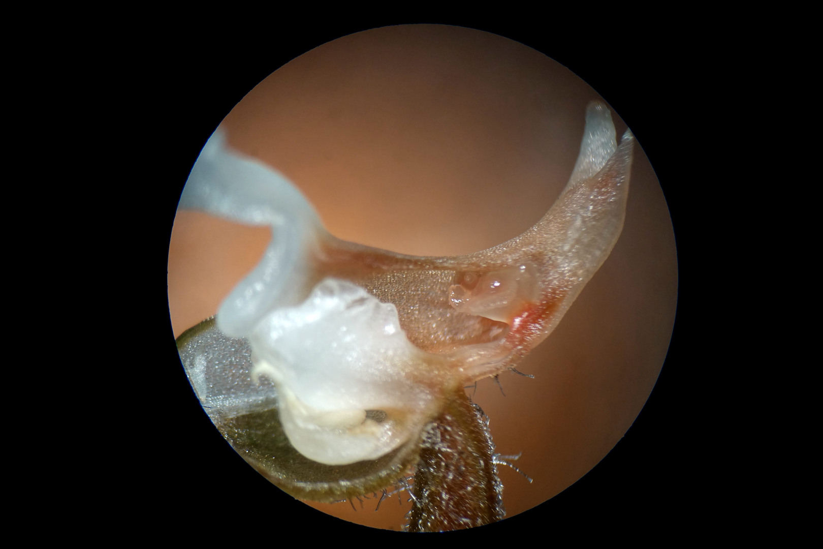 海曙龙观乡深山中首次发现珍稀兰科植物——浙江金线兰