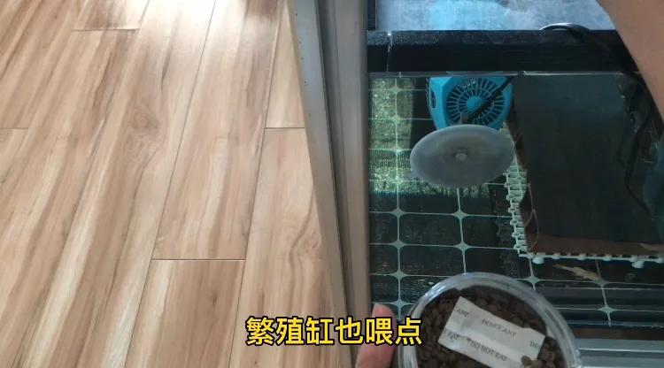 鱼池养龟乌龟怎么冬眠,我的养龟日记和养鱼日记