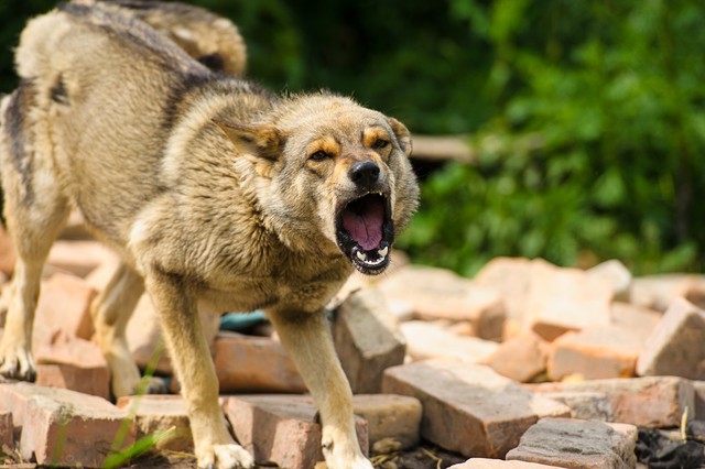 路上碰到狗怎样避免被狗咬,牵绳狗狗咬了没牵绳的狗狗怎么办
