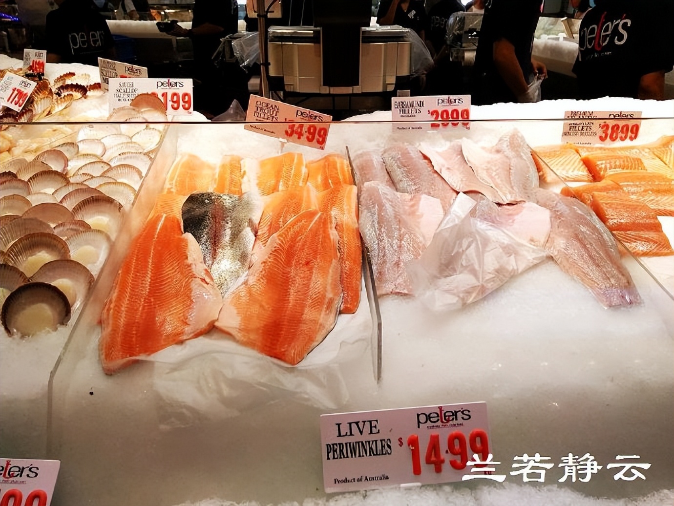 悉尼最大的海鲜鱼市场在哪里,海鲜市场澳洲龙虾