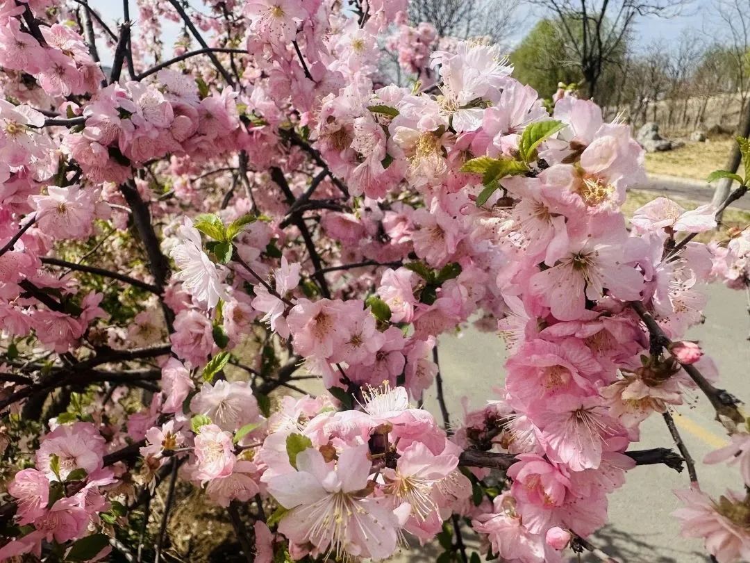 相邀北京冬奥公园看花海！首届永定河海棠赏花节来喽~
